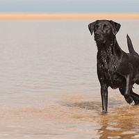 Buy canvas prints of Alert - Black Labrador by Simon Wrigglesworth