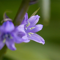 Buy canvas prints of Bluebell by Simon Wrigglesworth