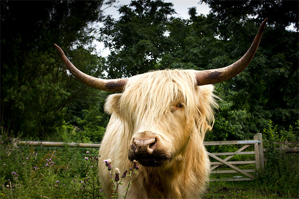 Horny highland Cow Picture Board by Simon Wrigglesworth