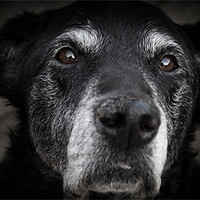Buy canvas prints of Old Man - Black Labrador by Simon Wrigglesworth