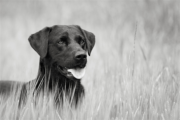 Black Labrador in Field Picture Board by Simon Wrigglesworth