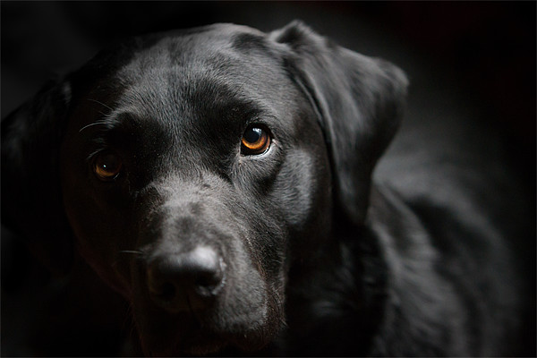 Blacked Out - Labrador Picture Board by Simon Wrigglesworth