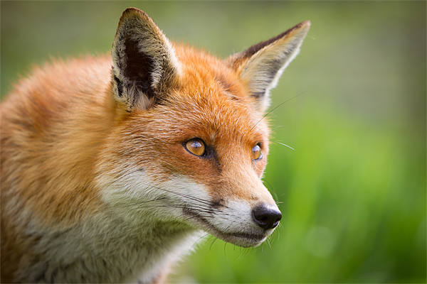 Red Fox Picture Board by Simon Wrigglesworth