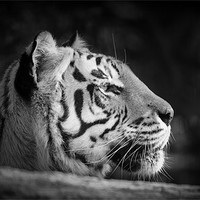 Buy canvas prints of Tiger by Simon Wrigglesworth