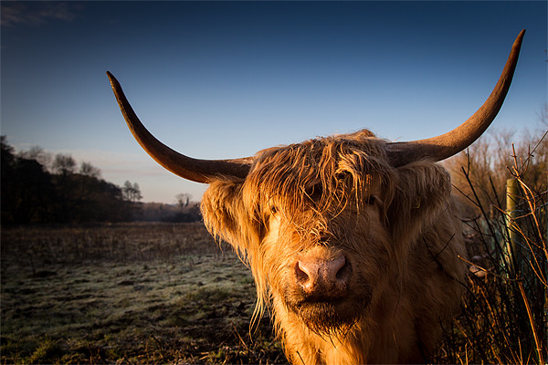 Highland Cow Picture Board by Simon Wrigglesworth