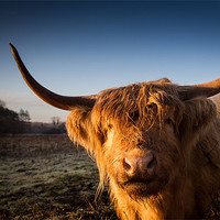 Buy canvas prints of Highland Cow by Simon Wrigglesworth