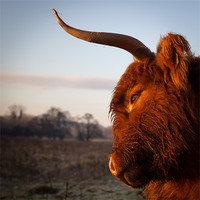 Buy canvas prints of HIghland cow at Dawn by Simon Wrigglesworth
