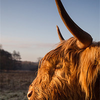 Buy canvas prints of Highland cow at sunrise by Simon Wrigglesworth