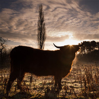 Buy canvas prints of Highland cow sunrise by Simon Wrigglesworth