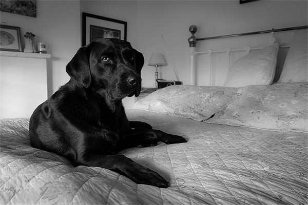 Labrador on bed Picture Board by Simon Wrigglesworth
