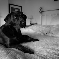 Buy canvas prints of Labrador on bed by Simon Wrigglesworth