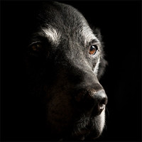Buy canvas prints of Old Black Labrador by Simon Wrigglesworth
