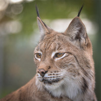 Buy canvas prints of Eurasian Lynx by Simon Wrigglesworth
