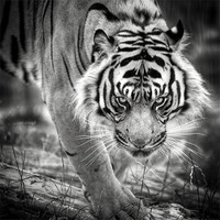 Buy canvas prints of Tiger on the prowl by Simon Wrigglesworth