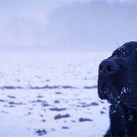 Buy canvas prints of Black Labrador by Simon Wrigglesworth