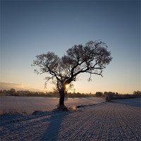Buy canvas prints of Tree in Winter by Simon Wrigglesworth