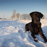 Buy canvas prints of Labrador in Snow by Simon Wrigglesworth