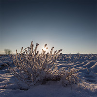 Buy canvas prints of Frosty Start by Simon Wrigglesworth