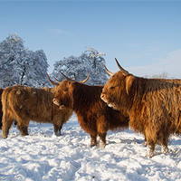 Buy canvas prints of Highland cattle in the Snow by Simon Wrigglesworth