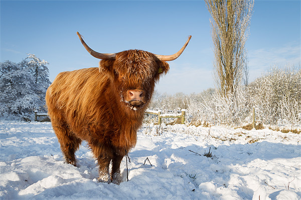 Highland cow in snow Picture Board by Simon Wrigglesworth