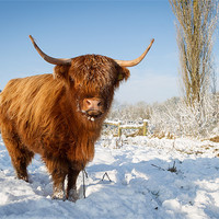 Buy canvas prints of Highland cow in snow by Simon Wrigglesworth