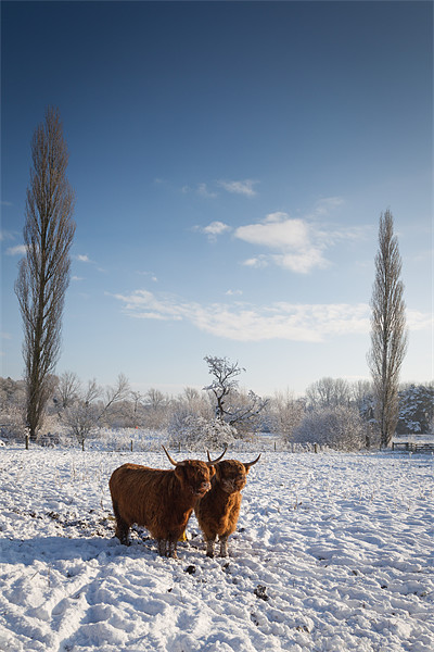 Highland Cows in snow Picture Board by Simon Wrigglesworth