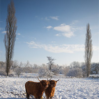 Buy canvas prints of Highland Cows in snow by Simon Wrigglesworth