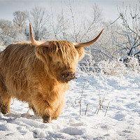 Buy canvas prints of Highland Cow in Snow by Simon Wrigglesworth