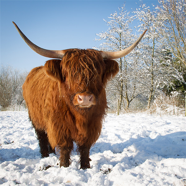 Highland cow in snow Framed Print by Simon Wrigglesworth