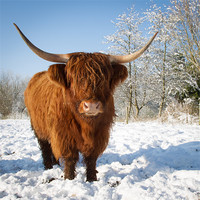 Buy canvas prints of Highland cow in snow by Simon Wrigglesworth