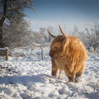 Buy canvas prints of Hairy Cow in snow by Simon Wrigglesworth