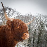 Buy canvas prints of Highland Cow by Simon Wrigglesworth