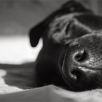 Buy canvas prints of Black Labrador Asleep by Simon Wrigglesworth
