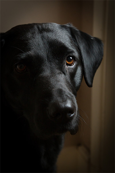 Black Labrador Picture Board by Simon Wrigglesworth