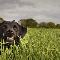 Buy canvas prints of Happy Labrador by Simon Wrigglesworth