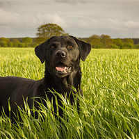 Buy canvas prints of Labrador in the Spring Barley by Simon Wrigglesworth