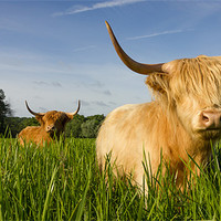 Buy canvas prints of Highland Cattle - Summer by Simon Wrigglesworth