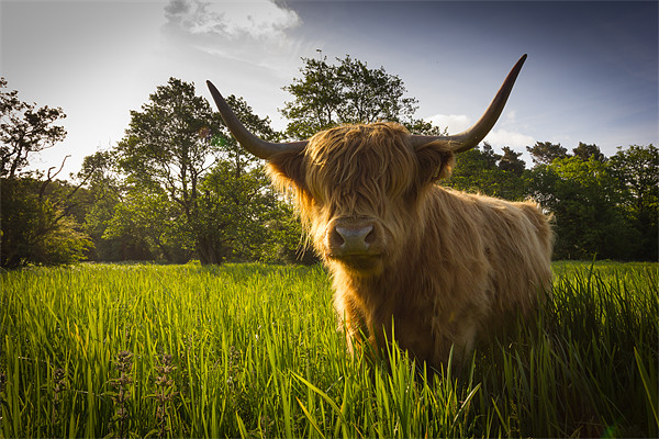 Highland Coo Picture Board by Simon Wrigglesworth
