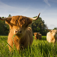Buy canvas prints of Highland Cattle by Simon Wrigglesworth