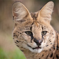 Buy canvas prints of Serval Cat by Simon Wrigglesworth