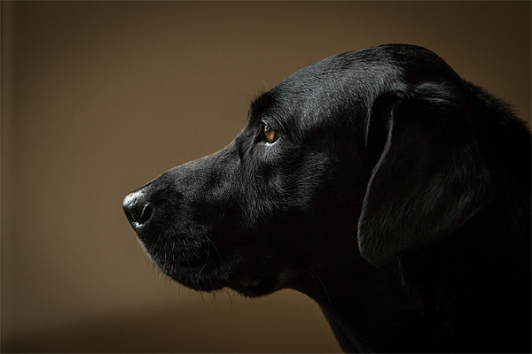 Black Labrador Portrait Picture Board by Simon Wrigglesworth