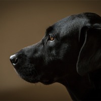 Buy canvas prints of Black Labrador Portrait by Simon Wrigglesworth