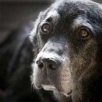 Buy canvas prints of Black labrador by Simon Wrigglesworth