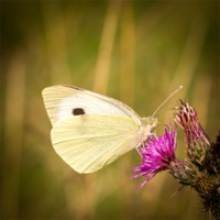 Buy canvas prints of Summer Meadows - Large White by Simon Wrigglesworth