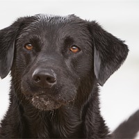 Buy canvas prints of Wet Black Labrador by Simon Wrigglesworth