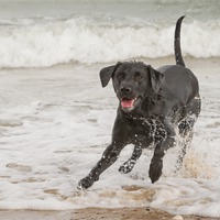 Buy canvas prints of Black Labrador at the beach by Simon Wrigglesworth