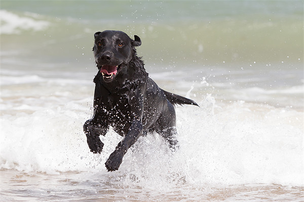 Black Labrador in the sea Picture Board by Simon Wrigglesworth