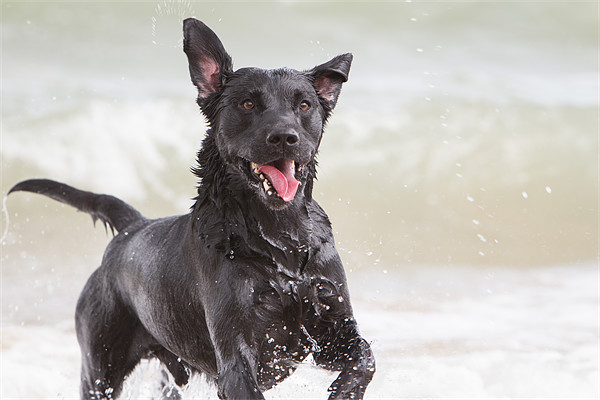 Black Labrador at the beach Picture Board by Simon Wrigglesworth