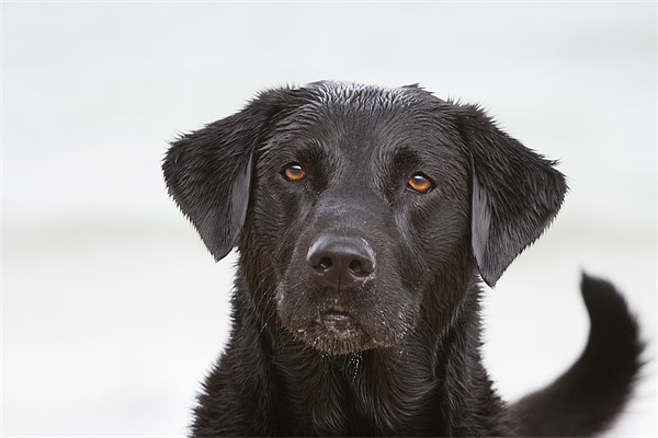 Wet Black Labrador Picture Board by Simon Wrigglesworth