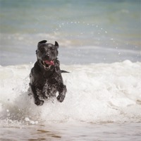 Buy canvas prints of Black Labrador in the sea by Simon Wrigglesworth
